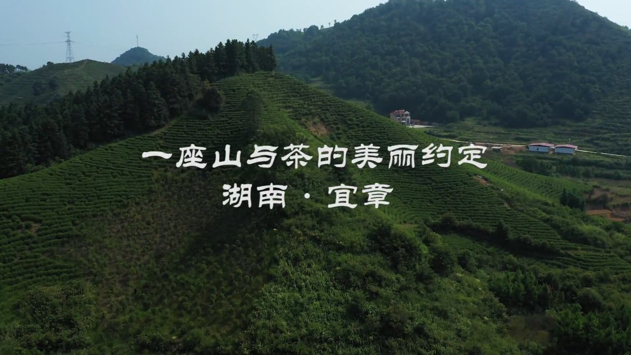 湖南?宜章：一座山与茶的美丽约定